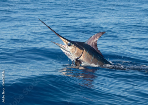 The Indo-Pacific sailfish Istiophorus Platypterus is a sailfish native to the Indian and Pacific Oceans. photo