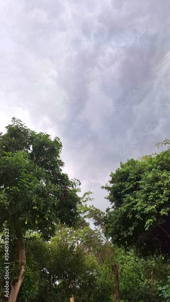 Obraz premium Low Angle View of Lush Green Trees with Maple Leaves and Clear Blue Sky, Fluffy Clouds in the Background. Nature Landscape Perfect for Outdoor, Seasonal, and Environmental Themes