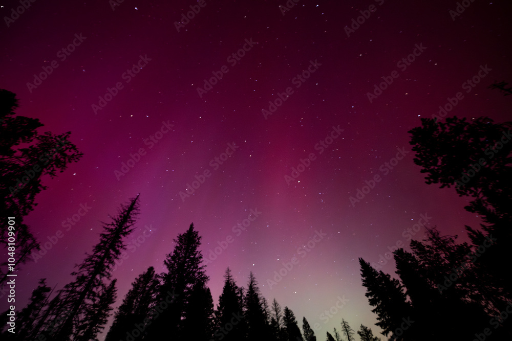 Breathtaking View of Northern Lights Over Pine Forest Breathtaking View of Northern Lights Over Pine Forest