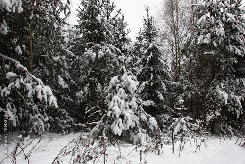 Small fragment of the forest with young trees after snowfall.