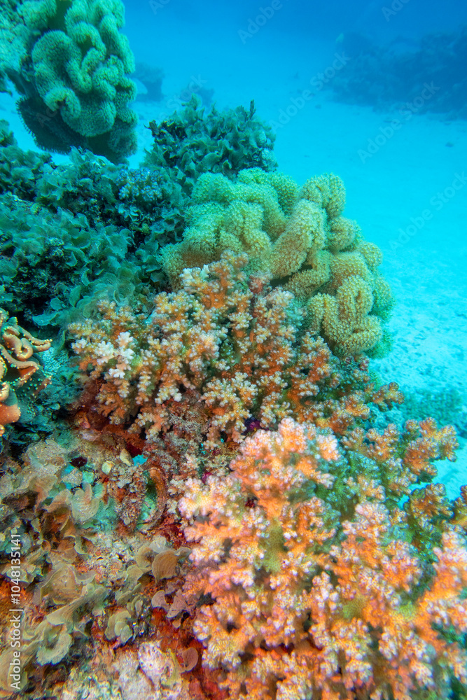Colorful, picturesque coral reef at sandy bottom of tropical sea, stony and soft corals, underwater landscape