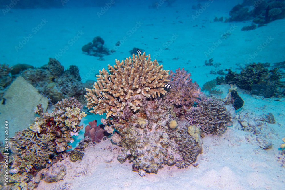 Colorful, picturesque coral reef at sandy bottom of tropical sea, stony corals and fishes whitetail Dascyllus, underwater landscape