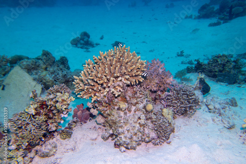 Obraz na płótnie Colorful, picturesque coral reef at sandy bottom of tropical sea, stony corals and fishes whitetail Dascyllus, underwater landscape w salonie
