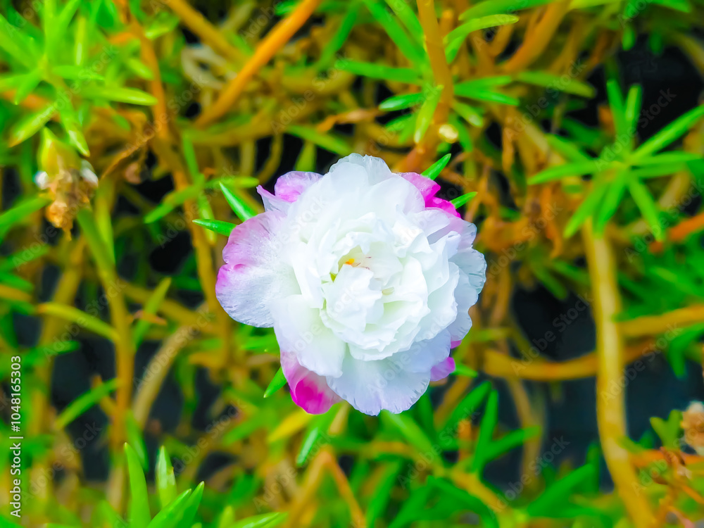 Obraz premium Delicate white flowers stand out against the background of green foliage. Flowers bloom with many layers of soft petals.