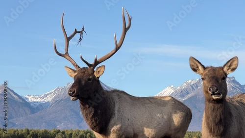 A pair of deer, a male and a female, posing in the wild against the backdrop of mountains looking at the camera