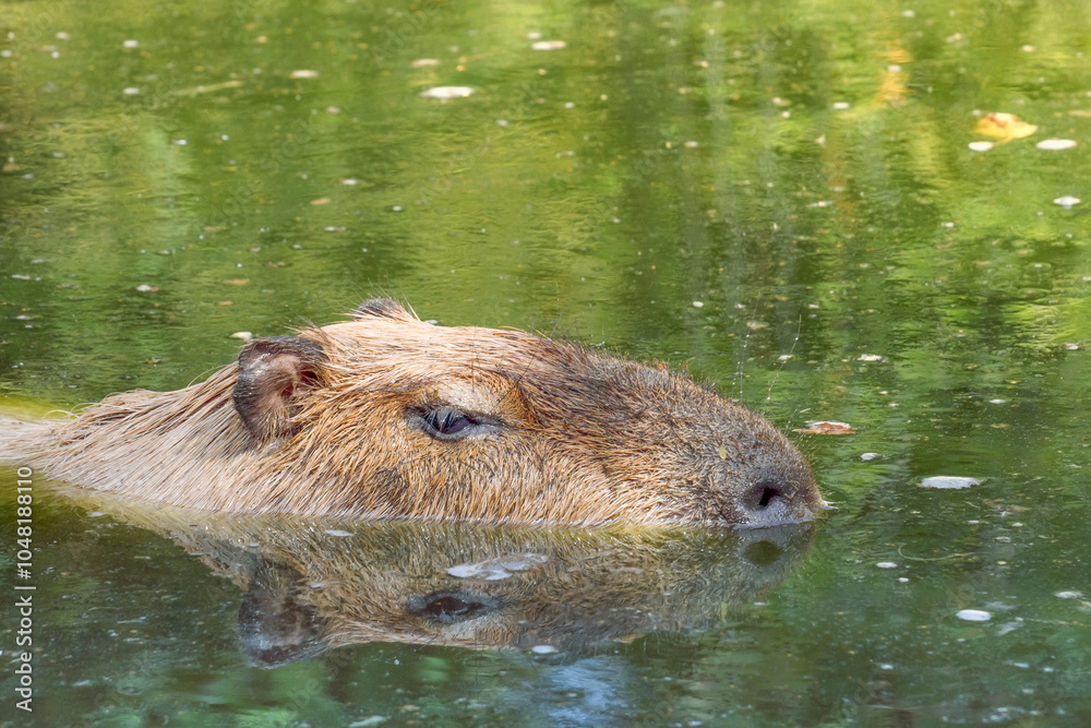 Capybara or Hydrochoerus hydrochaeris in water. portrait Capybara or Hydrochoerus hydrochaeris in water. portrait