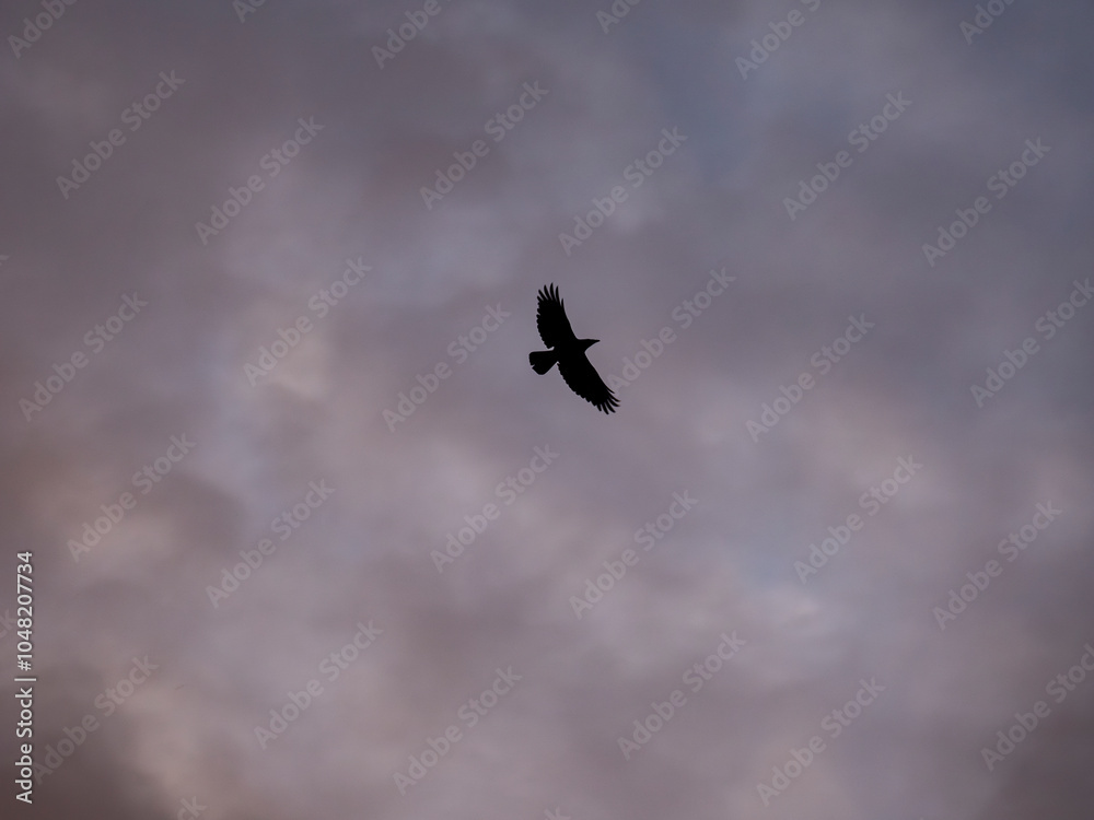 Fototapeta premium eagle in flight
