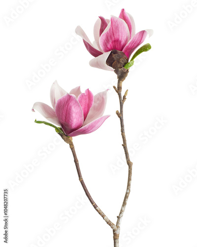 Fototapeta Naklejka Na Ścianę i Meble -  Magnolia liliiflora flower on branch with leaves, Lily magnolia flower isolated on white background with clipping path 