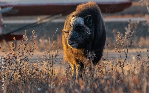 Musk ox in Alaska photo