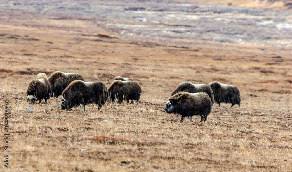 Fototapeta premium Musk ox in the wild