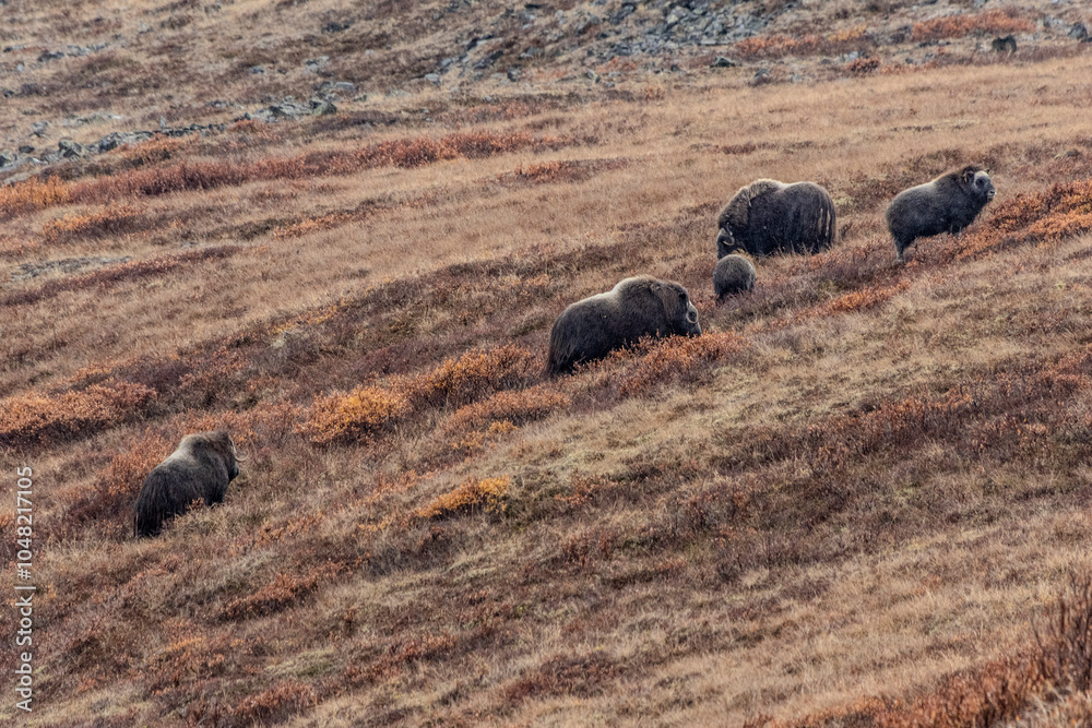 Musk ox in the wild Musk ox in the wild