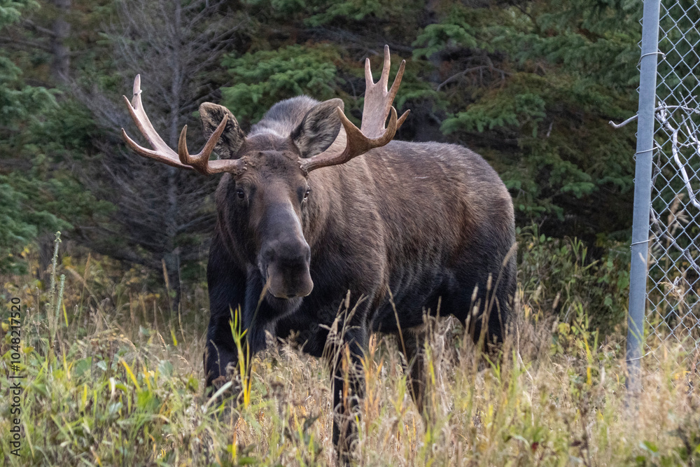 bull elk in the woods bull elk in the woods