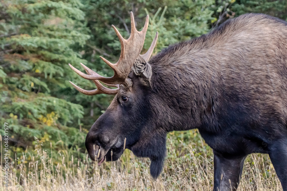 moose in the woods moose in the woods
