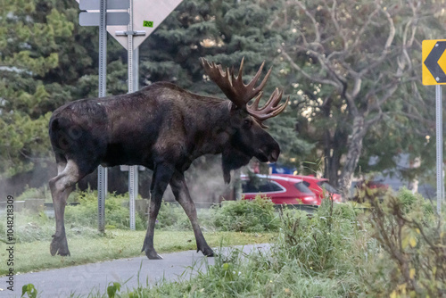 Moose in town