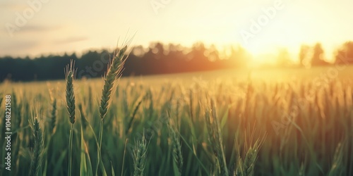 A serene field of wheat glistens in the golden sunlight, creating a picturesque rural landscape at sunset.