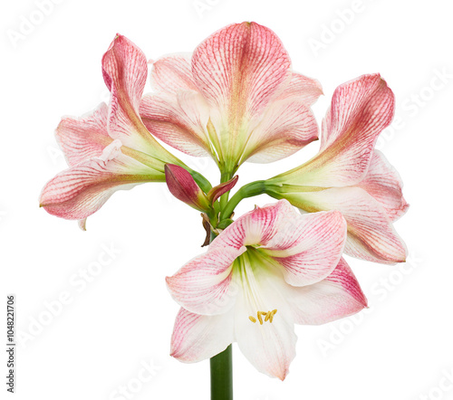 Hippeastrum or Amaryllis flowers ,Pink amaryllis flowers isolated on white background, with clipping path