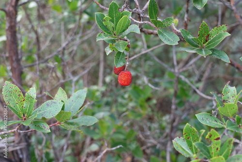 medronheo arbutus bush nature beauty photo