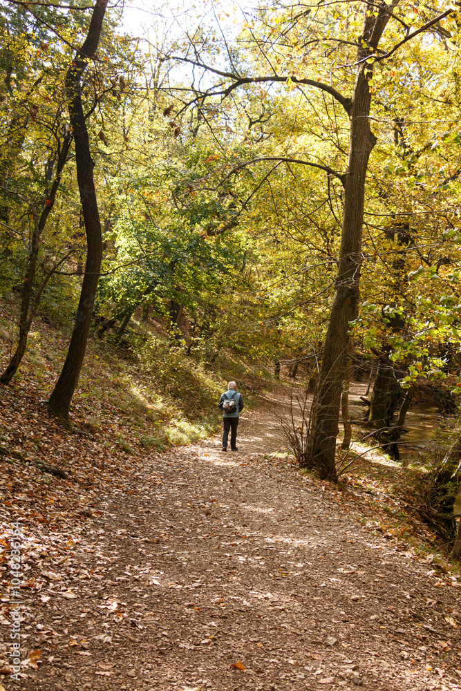 Obraz premium A hiker in the autumn forest.