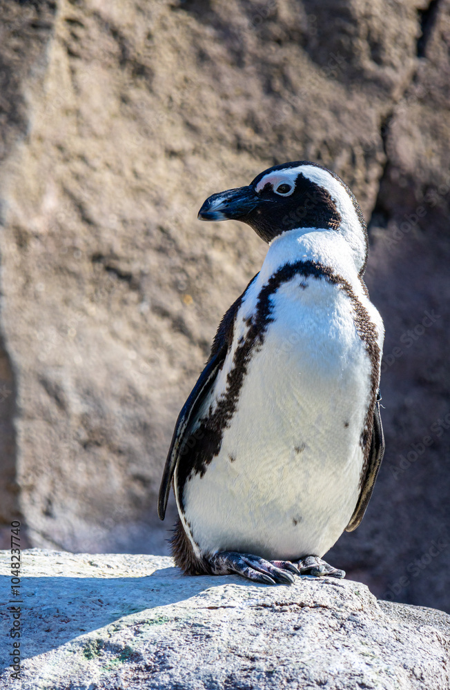 Naklejka premium African penguin (Spheniscus demersus)