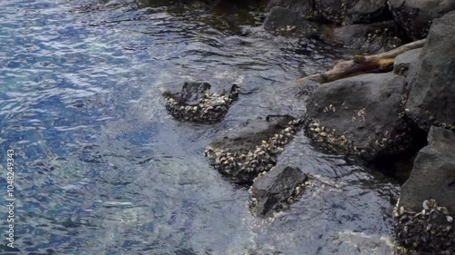 limpets aquatic snails attached to the rocks at the beach in Rubiah island in Sabang indonesia. Ocean wave to the rock at the beach.