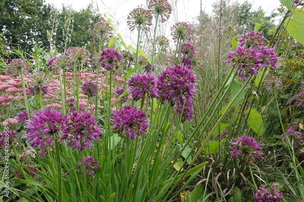 Obraz premium Purple Allium Flowers in a Vibrant Garden