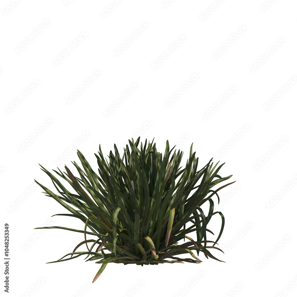 Fototapeta premium Beach spider lily, evergreen, small tree, bush, light for daylight, easy to use, 3d render, isolated