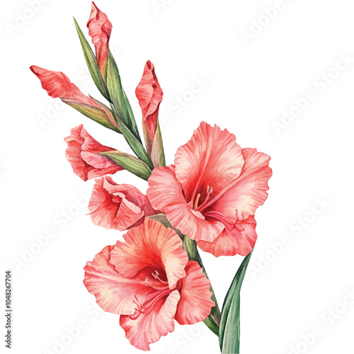 gladiolus flower watercolor clipart illustration