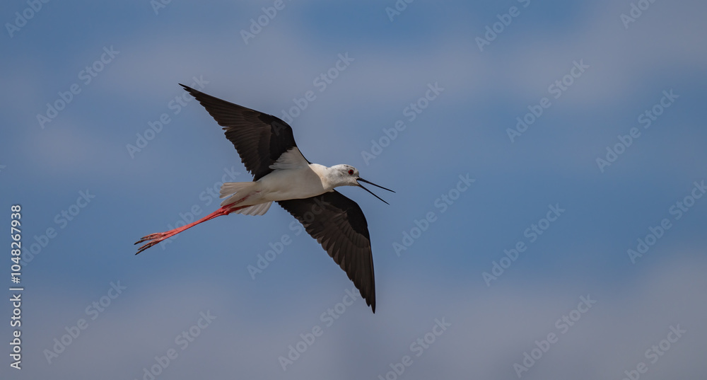 Obraz premium Black-winged Stilt in flight over the marshes of the Ebro delta 