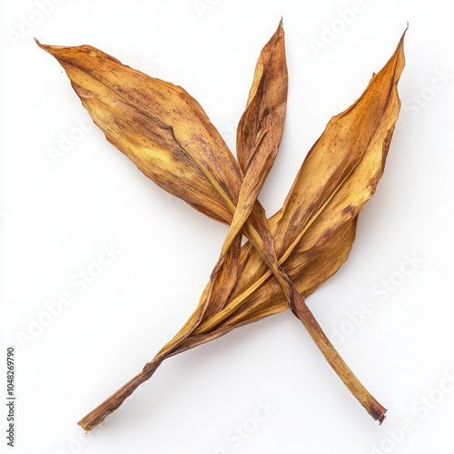 Corn Stalk Isolated