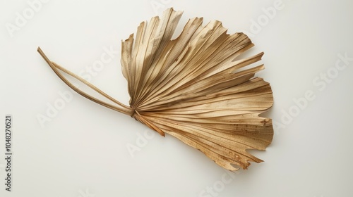 Dried Palm Leaf with Frayed Edges on a White Background