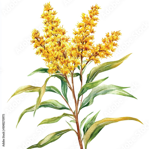 goldenrod flower watercolor clipart illustration