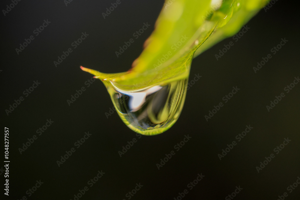 Fototapeta premium macro shot of a drop on a green leaf