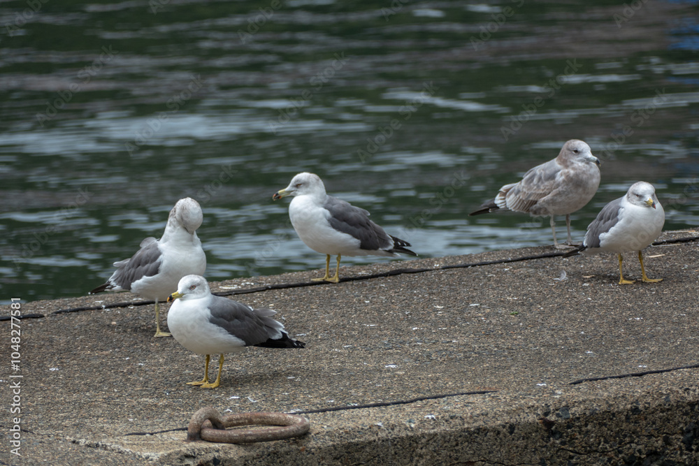 Black-tailed Gull in Ine Bay, Kyoto, Japan