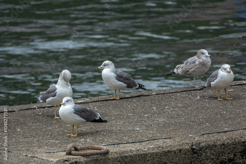 Obraz na płótnie Black-tailed Gull in Ine Bay, Kyoto, Japan w salonie