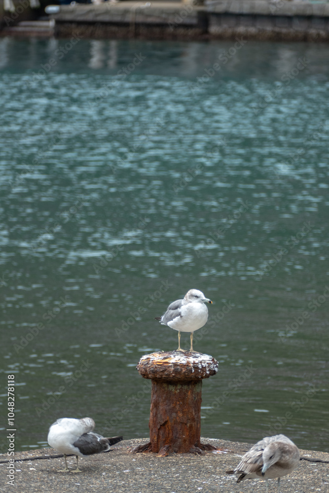 Black-tailed Gull in Ine Bay, Kyoto, Japan