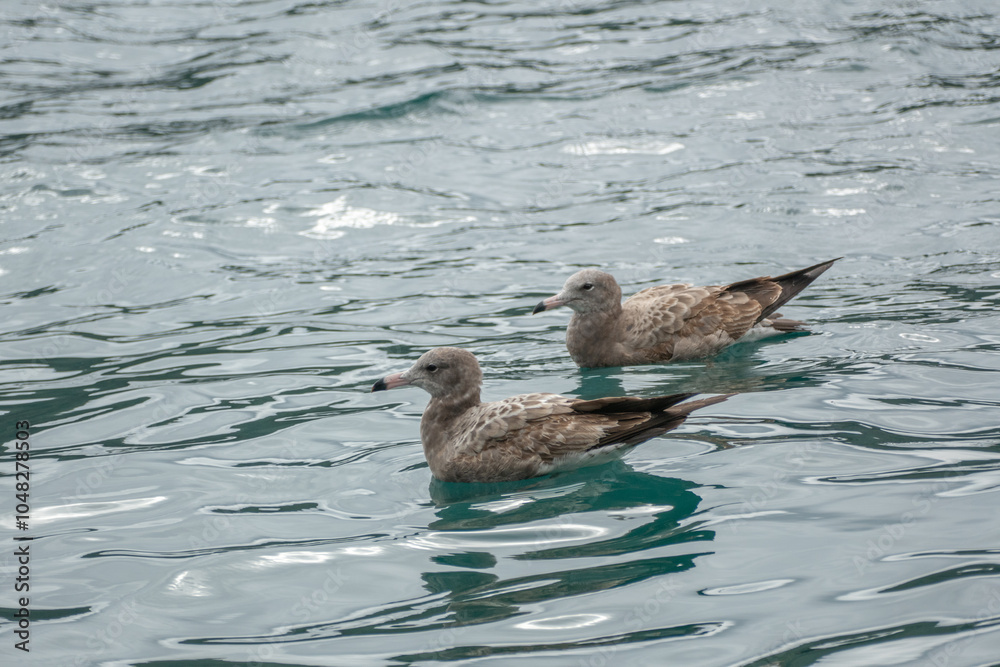 Black-tailed Gull in Ine Bay, Kyoto, Japan