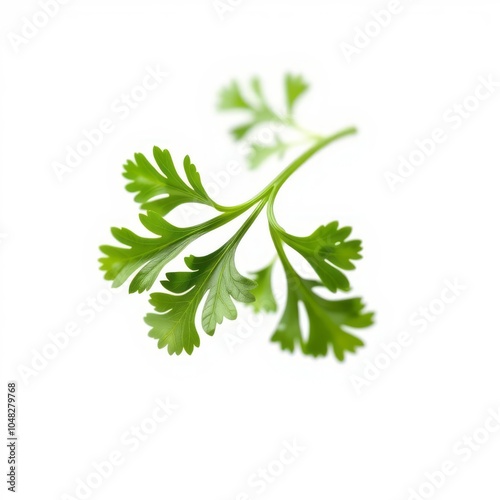 Falling Coriander leaf isolated on white background full depth of field