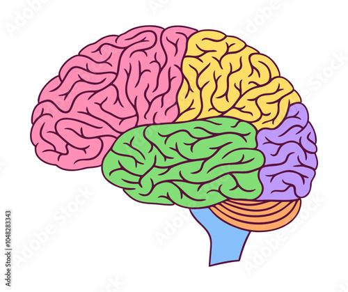 Human brain illustration with colored parts