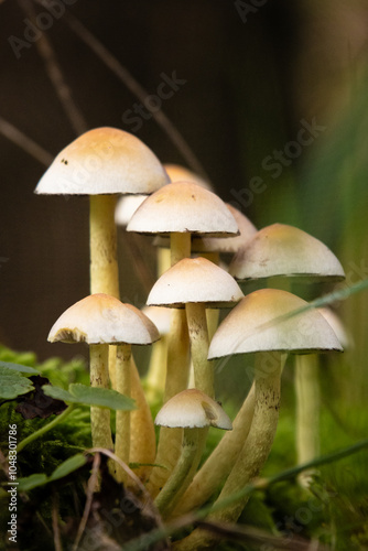 mushroom in the forest