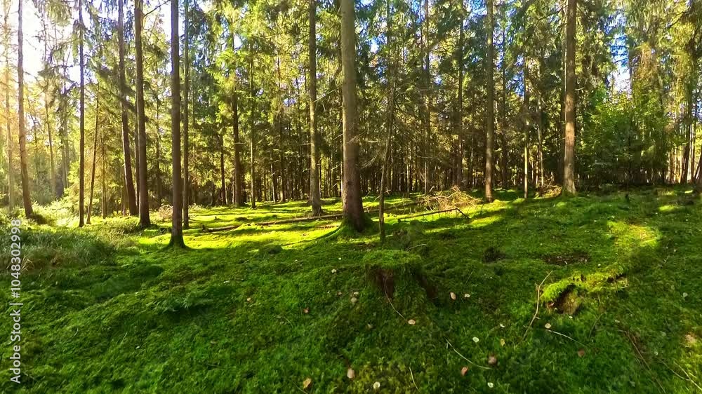 Waldidylle mit grünem Moos bewachsener Waldboden mit Pilzen und Nadelbäumen, sonnig, Herbst, Natur, Landschaft, friedlich
