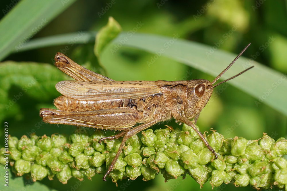 Grasshopper Perched on Green Plant Stem Grasshopper Perched on Green Plant Stem
