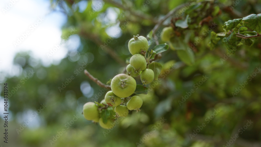 Green fruit growing on a wild apple tree malus sylvestris branch in an outdoor setting in mallorca, balearic islands, with a blurred natural background Green fruit growing on a wild apple tree malus sylvestris branch in an outdoor setting in mallorca, balearic islands, with a blurred natural background