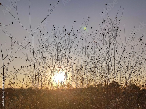 sunset in the grass photo