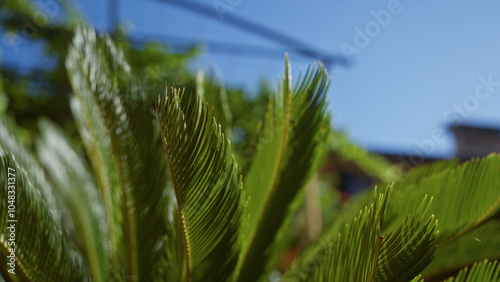 Close-up of a cycas revoluta leaves in bright sunlight, mallorca spain, showcasing vibrant green fronds outdoors against a clear blue sky photo