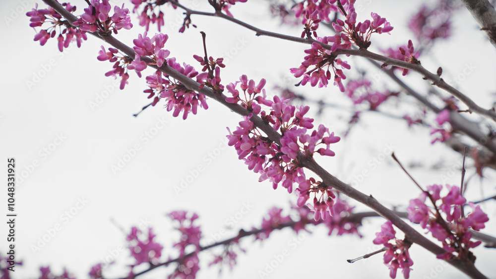 Pink cercis flowers blooming on a judas tree in spring against a soft-focus background in murcia, spain Pink cercis flowers blooming on a judas tree in spring against a soft-focus background in murcia, spain
