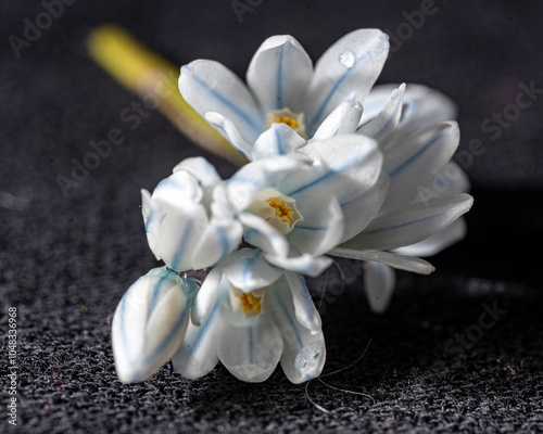 macro photography, flower fragment close-up, spring flower company photo