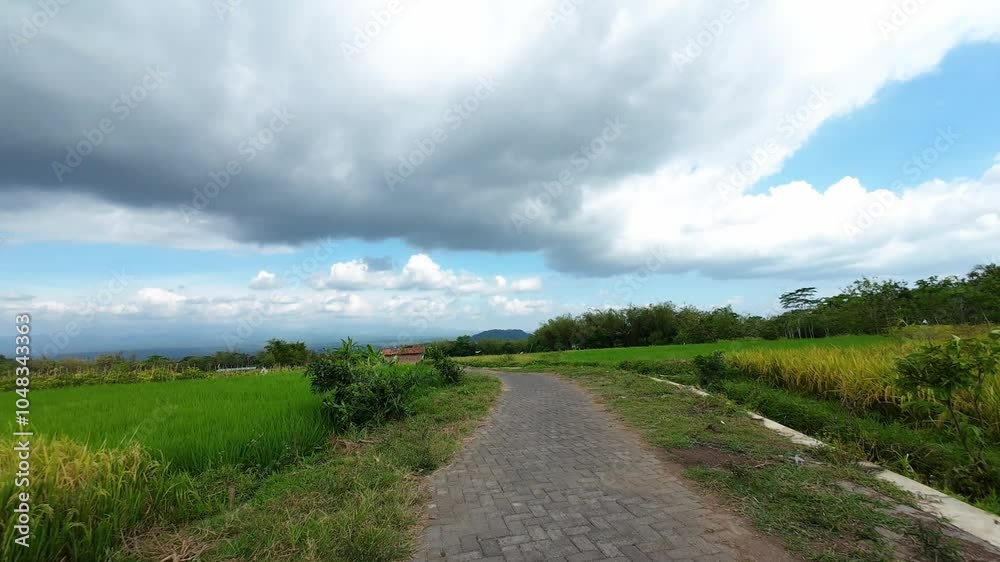 POV driving on a brick road in the middle of a rice field. 4K quality footage POV driving on a brick road in the middle of a rice field. 4K quality footage