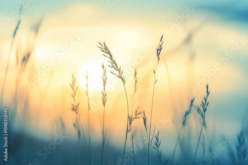 Soft sunlight filters through tall grass, creating serene and tranquil atmosphere at dusk. gentle hues of blue and orange evoke sense of peace and calm