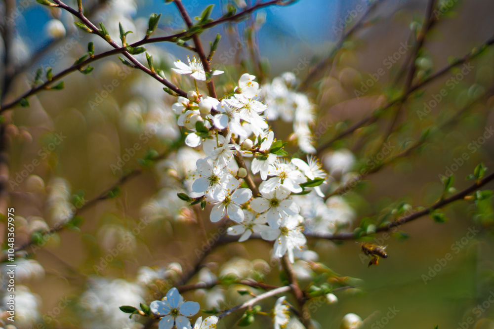 Obraz premium dzika wiśnia