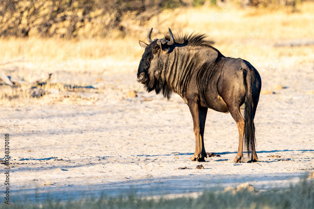 Fototapeta premium Blue wildebeest or white-bearded, Connochaetes taurinus in beautiful morning light, Moremi game reserve, Okavango delta, Botswana, Africa